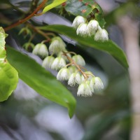 Elaeocarpus serratus L.